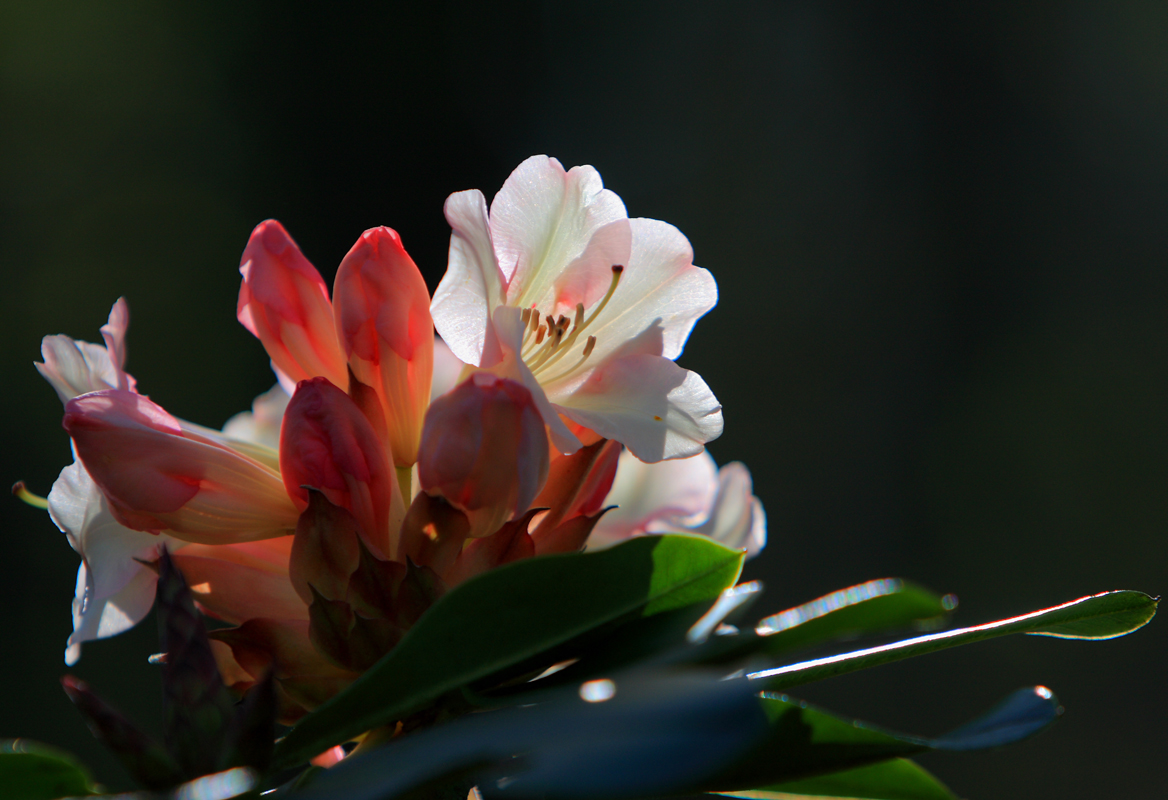 First of the Rhododenderons to bloom here.JPG
