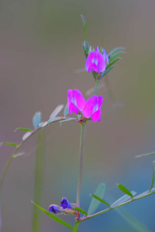 Another pretty little weed .JPG