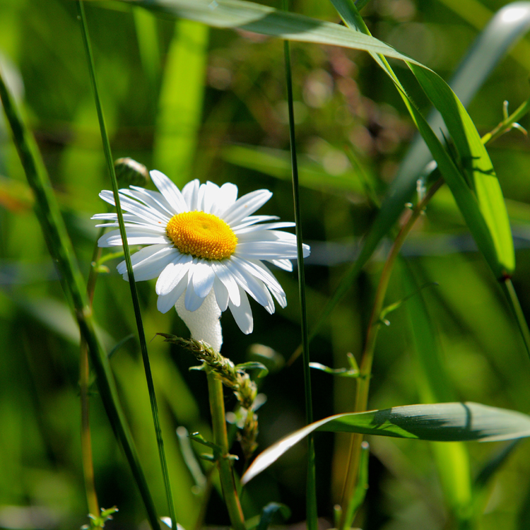 Daisies make me happy .JPG