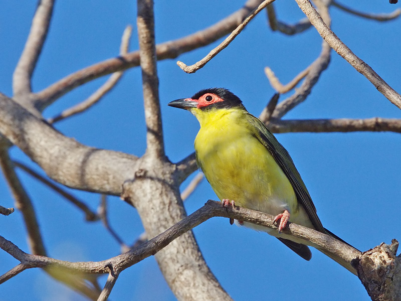 Male Australasian Figbird