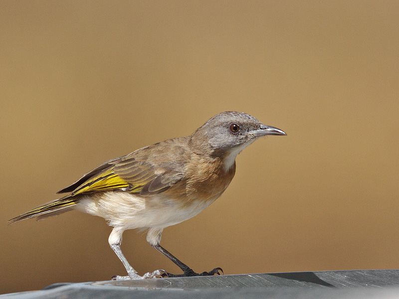 Rufous-banded Honeyeater