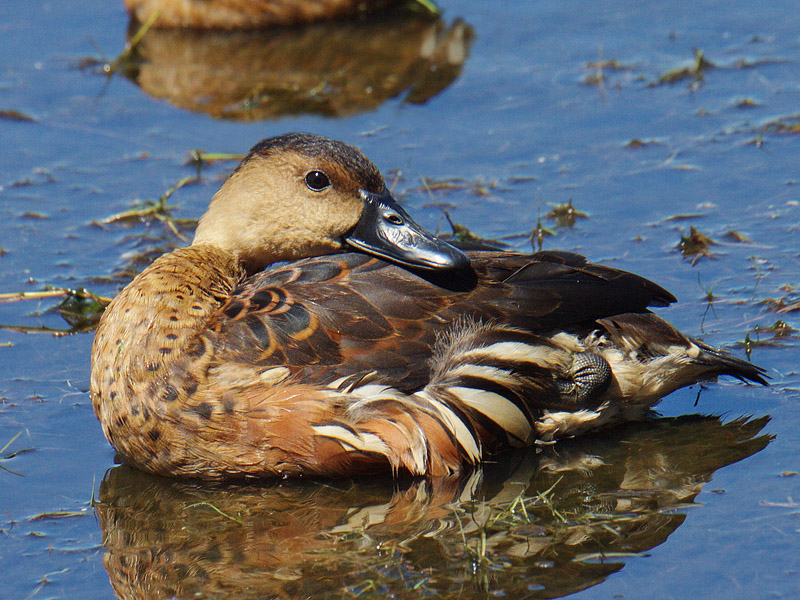 Wandering Whistling-Duck