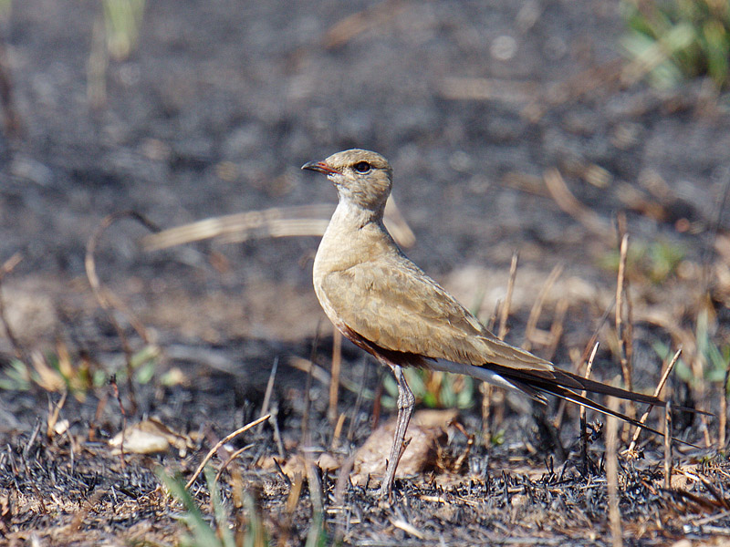 Australian Pratincole