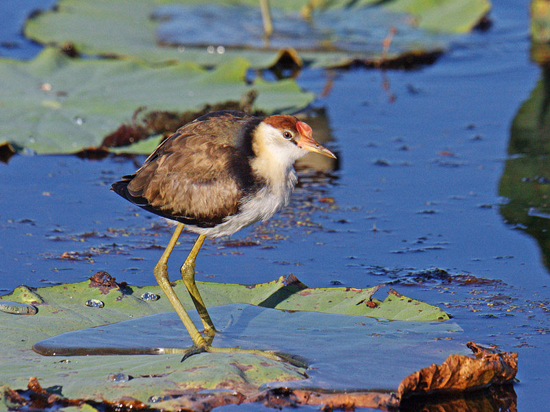 Immature Comb-crested Jacana