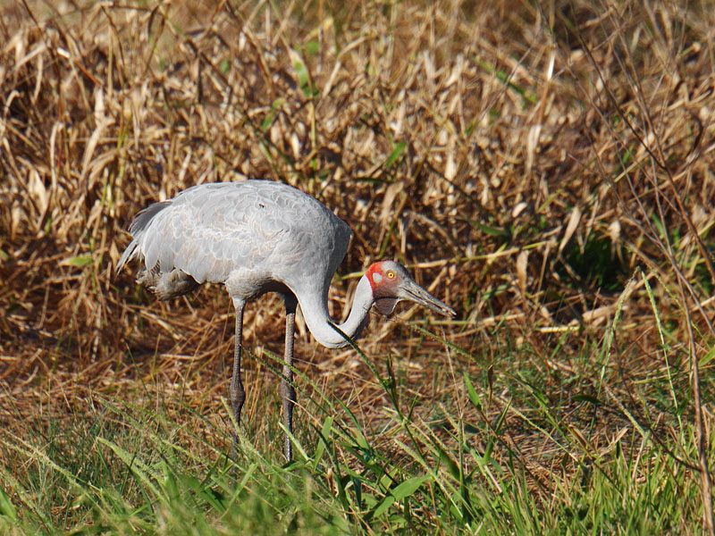 Brolga