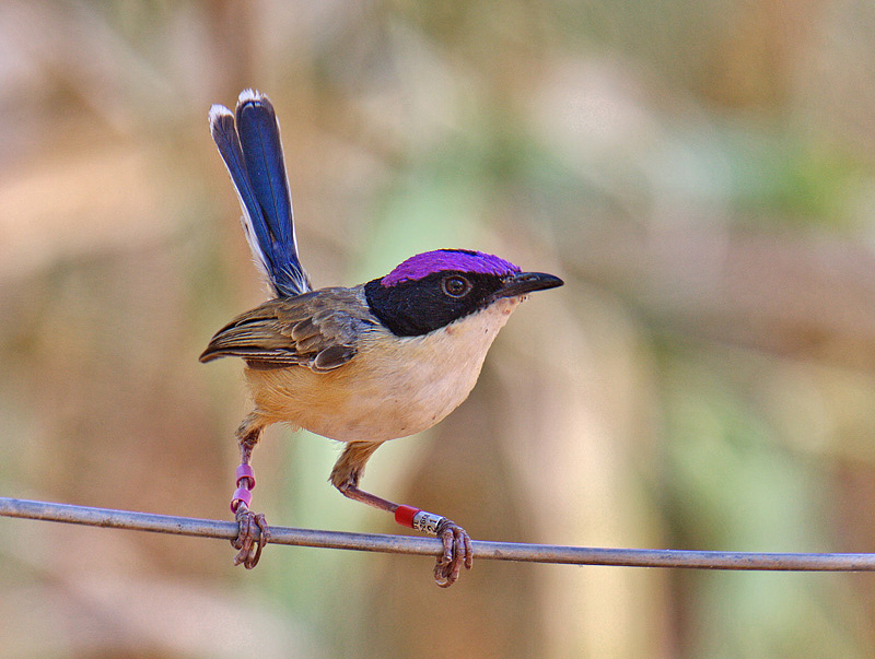 Male Purple-crowned Fairy-wren