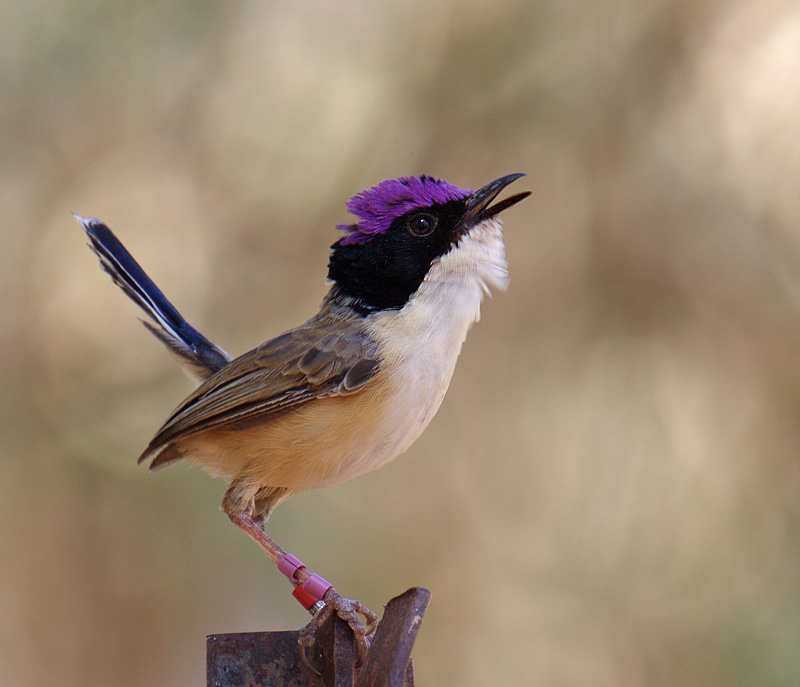 Male Purple-crowned Fairy-wren