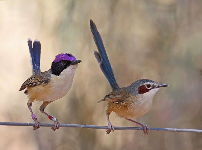 Purple-crowned Fairy-wrens