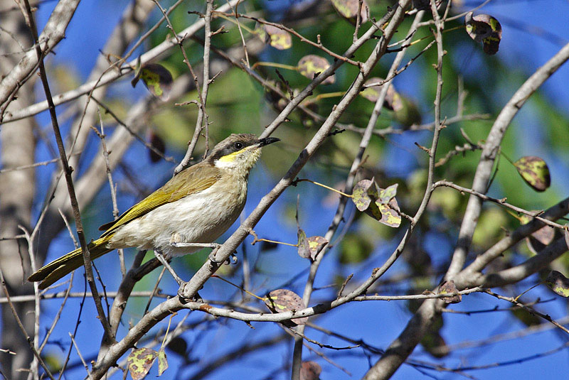 Singing Honeyeater