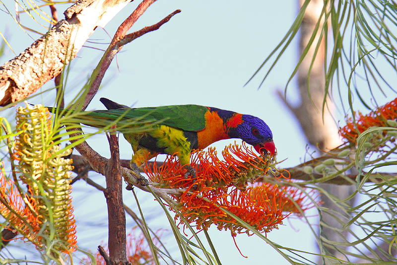 Red-collared Lorikeet