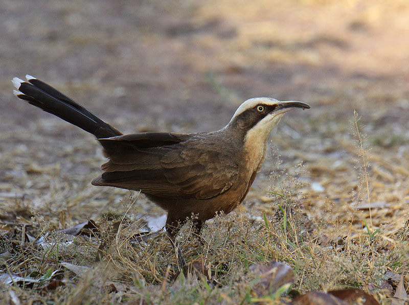 Grey-crowned Babbler