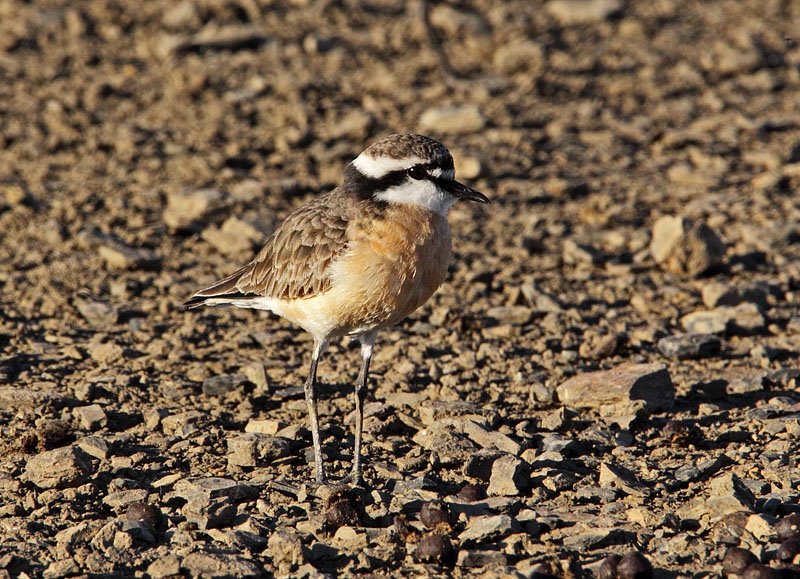 Kittlitzs Plover
