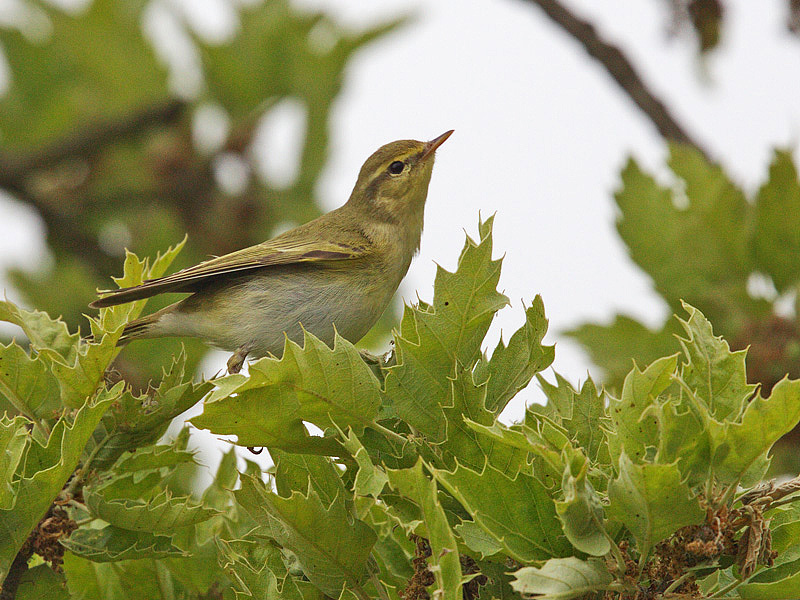 Wood  Warbler on passage