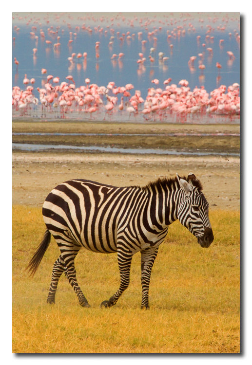 Cebra y Flamingos  -  Zebra and Flamingos