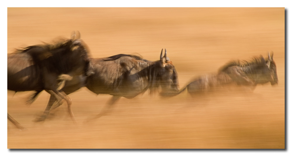 us corriendo  en la pradera  -    Wildebeest  running in the praire