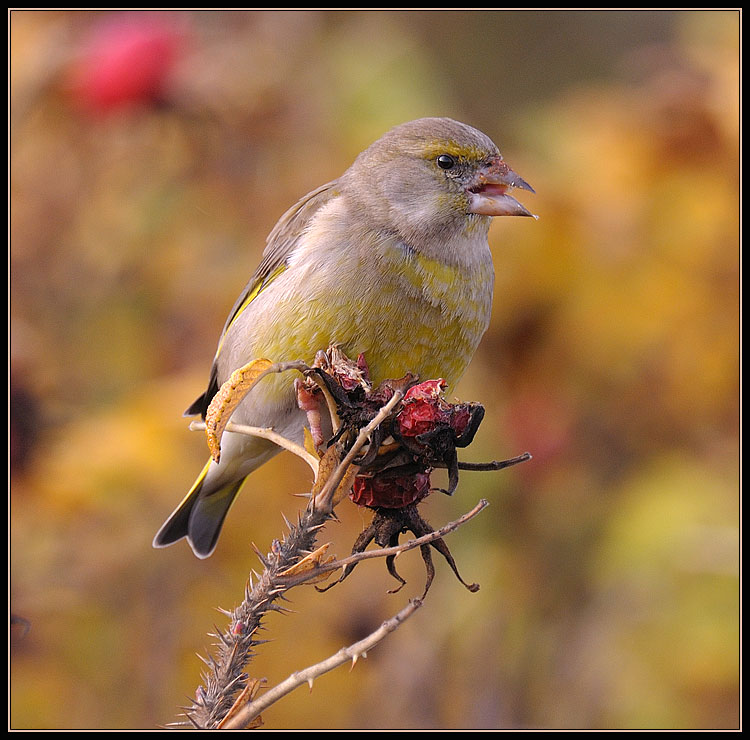 Groenling - Greenfinch