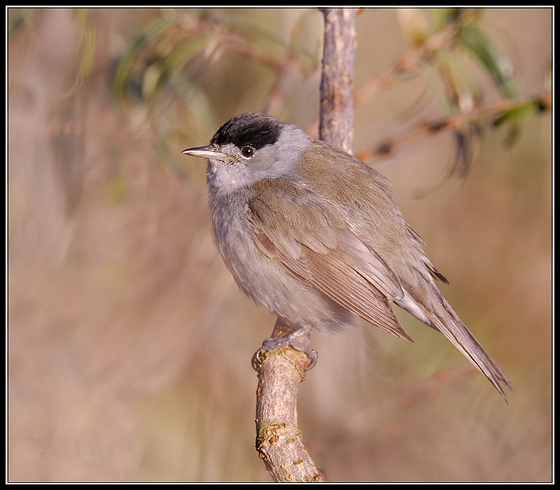 Zwartkop -  Blackcap