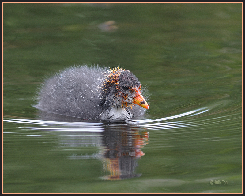 Meerkoet - Coot