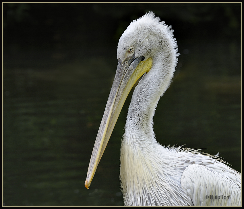 Roodrugpelikaan - Pelecanus rufescens