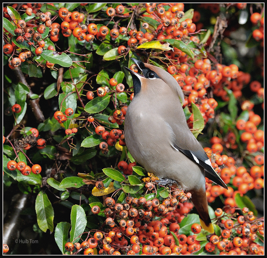 Pestvogel - Bohemian Waxwing