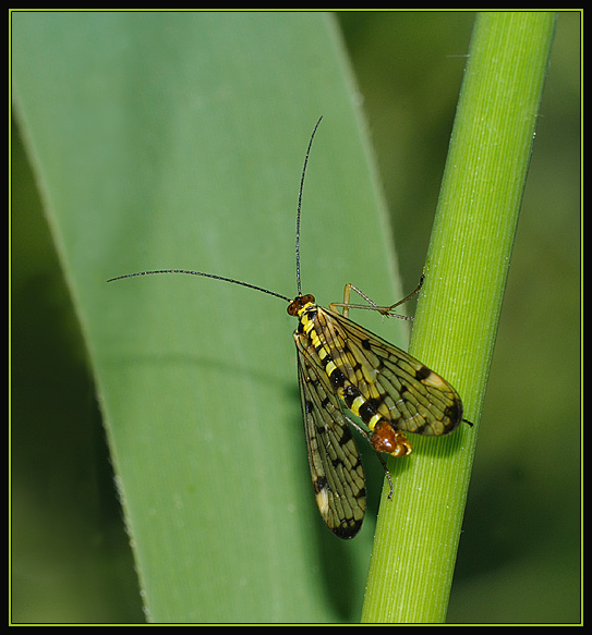 Schorpioenvlieg - Common scorpionfly