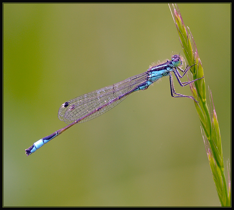 Lantaarntje - Blue Tailed  Damselfly