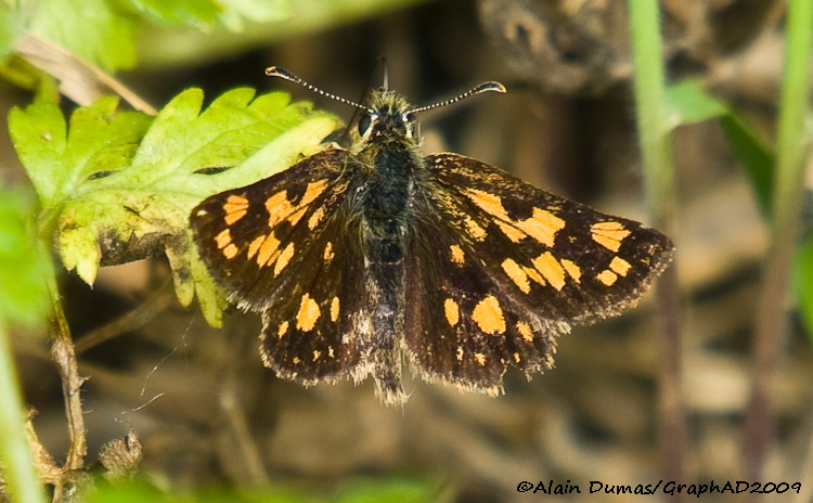 chiquier - Artic Skipper