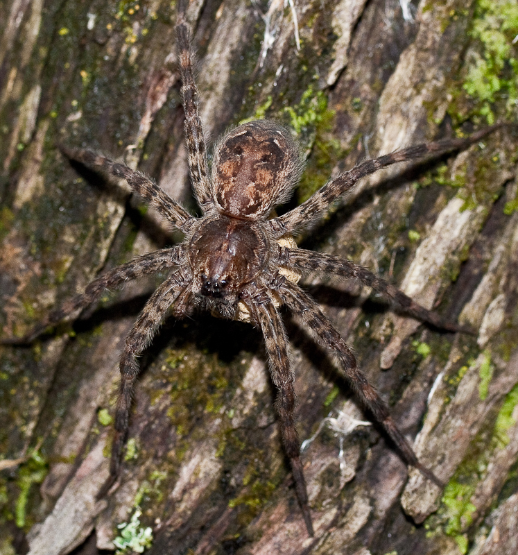 Dolomedes Femelle - Female (Fishing Spider)2528.jpg