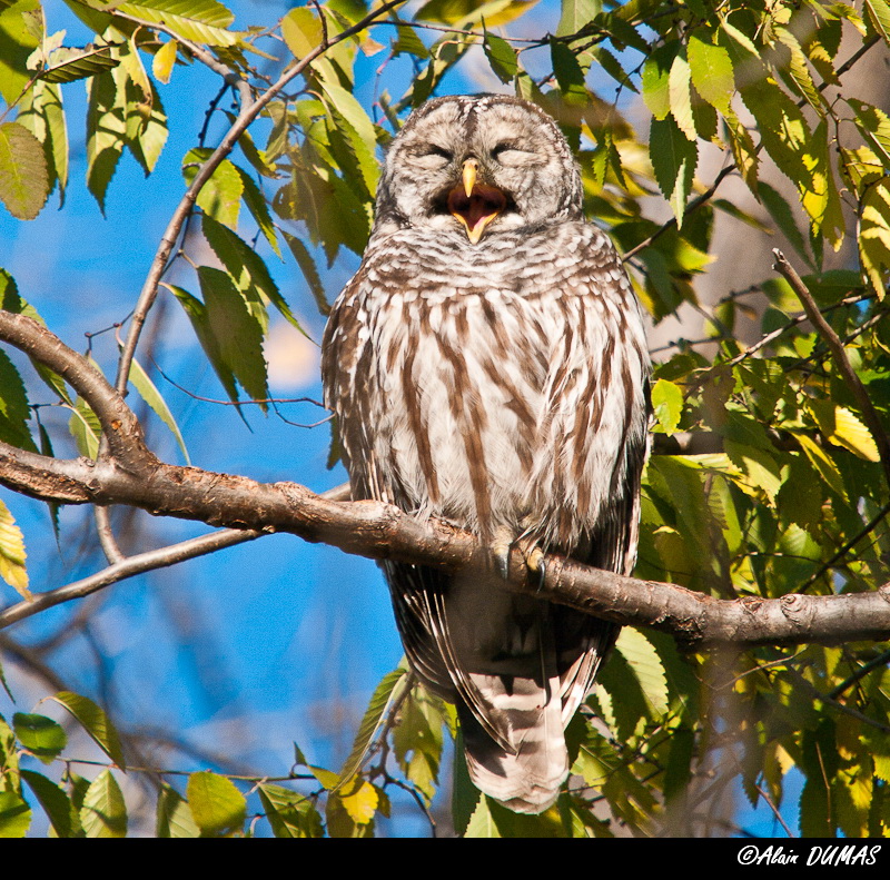 Chouette Raye - Barred owl