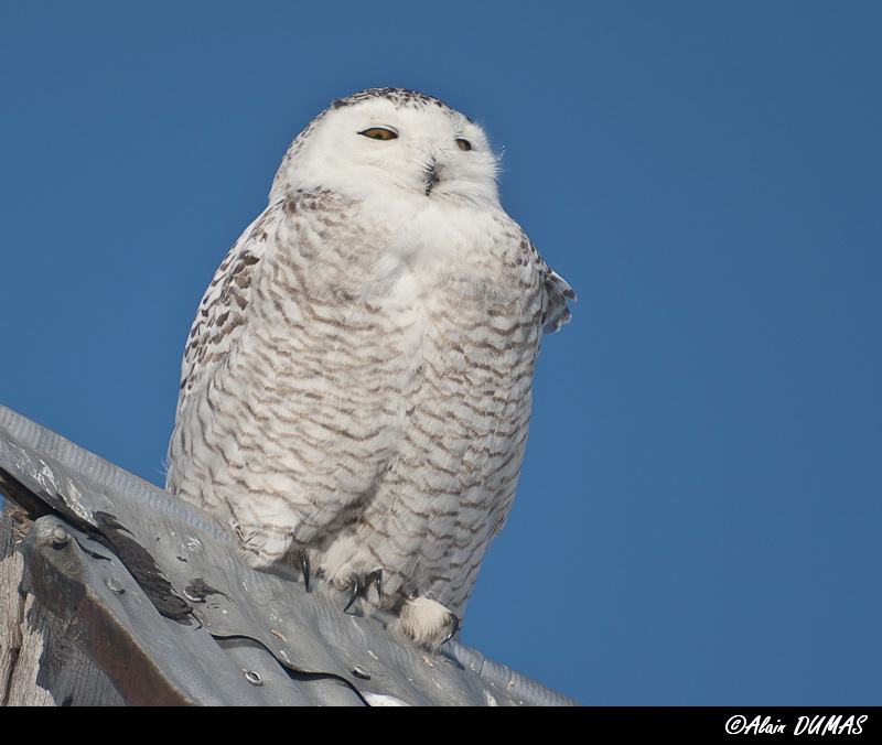 Harfang des Neiges - Snowy Owl