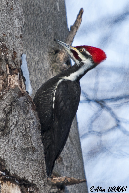 Grand Pic - Pileated Woodpecker