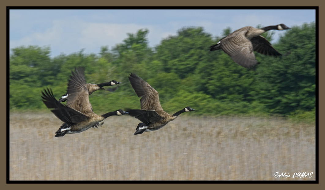 Bernaches du Canada - Canadian Geese