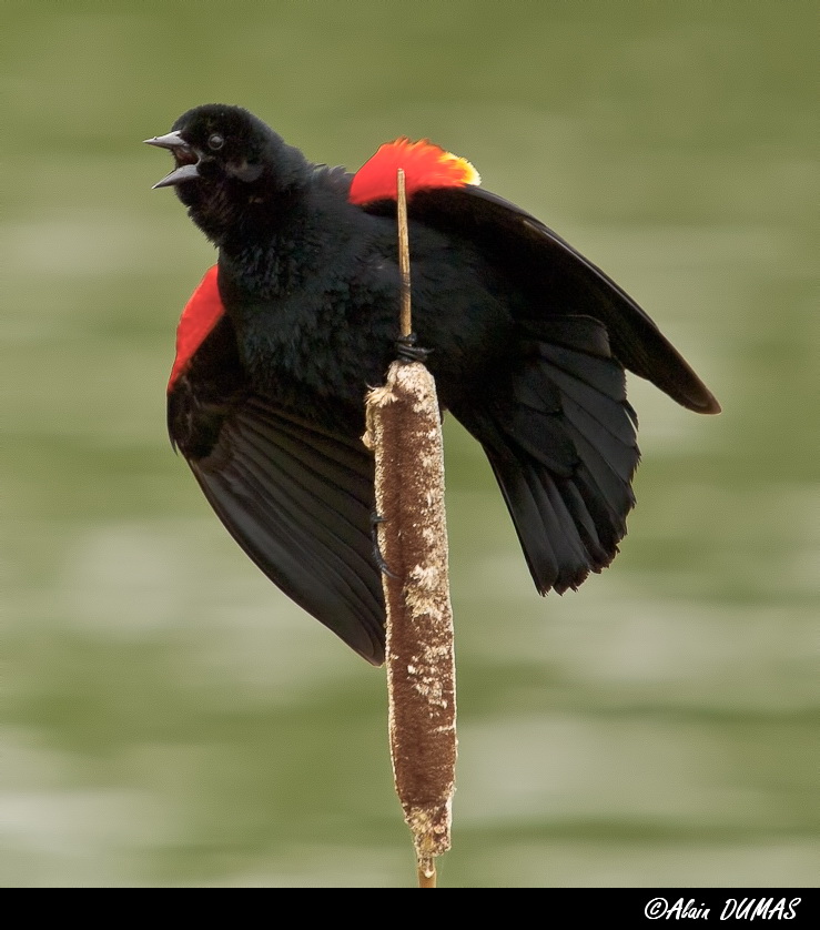 Carouge Mle criant - Red-winged Blackbird Calling