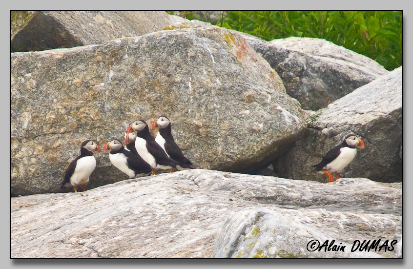 Macareux Moine - Atlantic Puffin