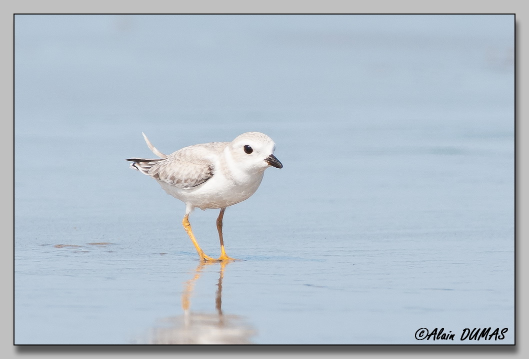 Pluvier Siffleur - Piping Plover