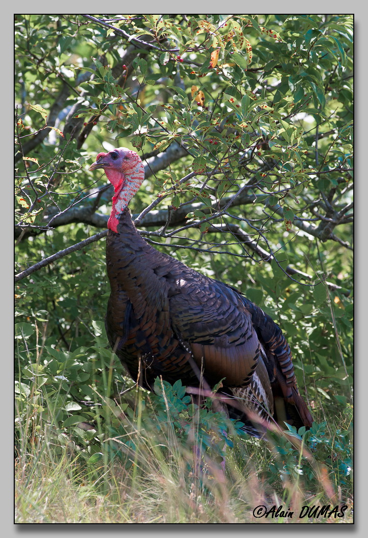 Dindon Sauvage - Wild Turkey
