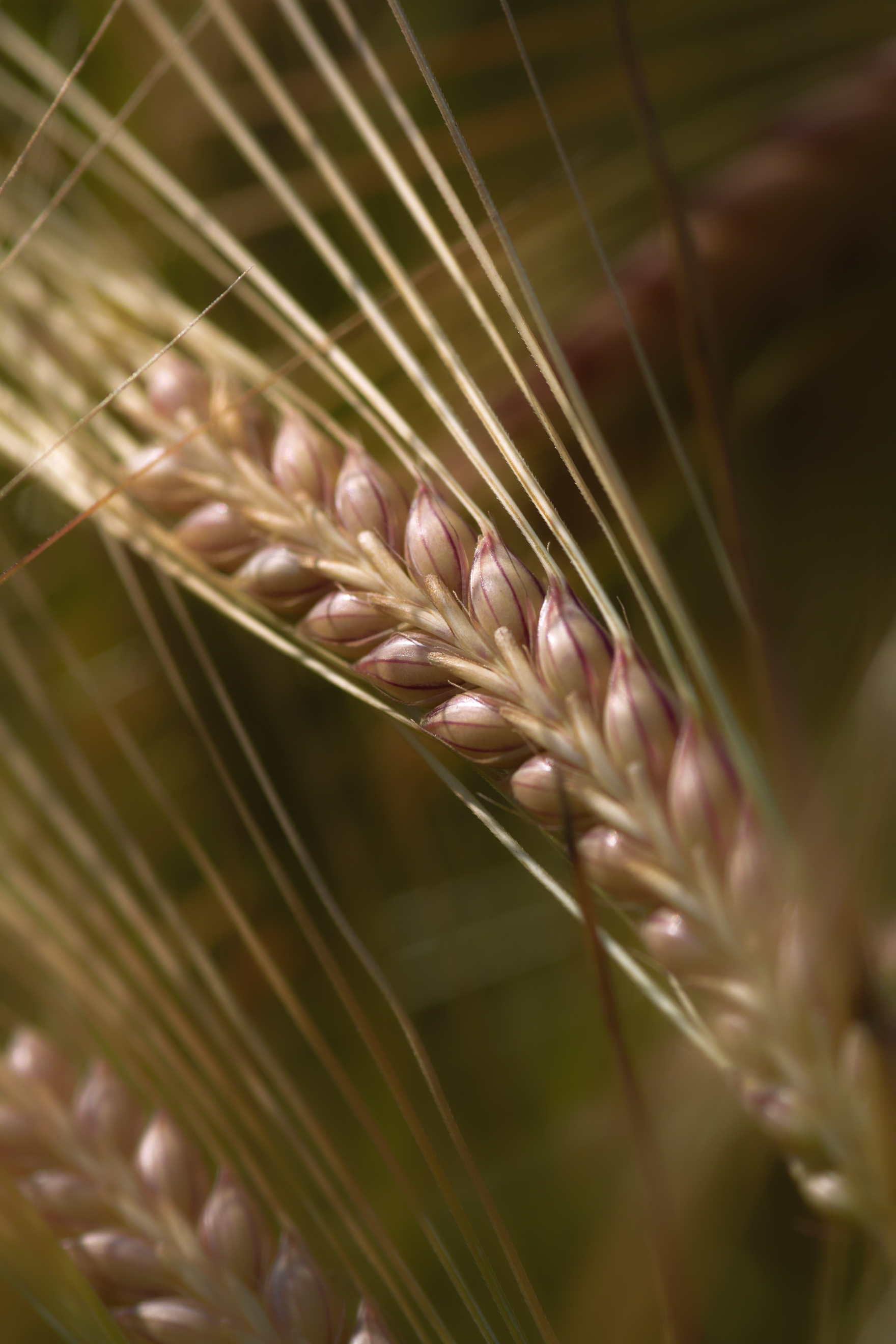 Ready for Harvest