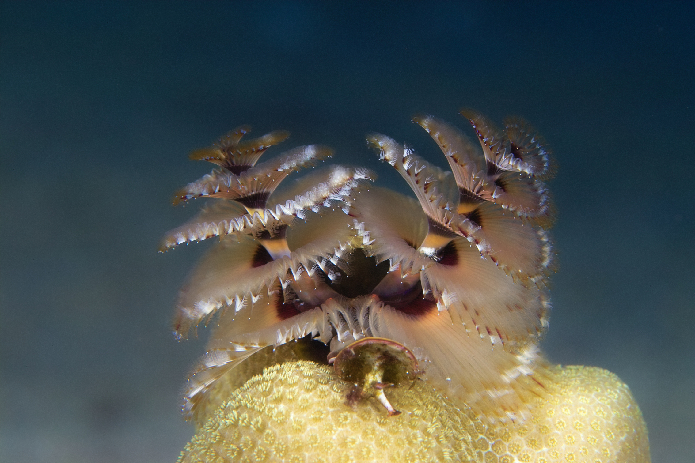 Christmas Tree Worm
