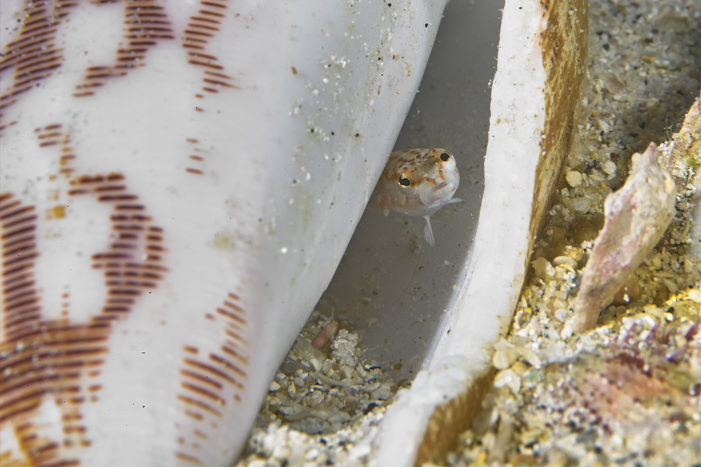 Sand perch in hermit crab shell