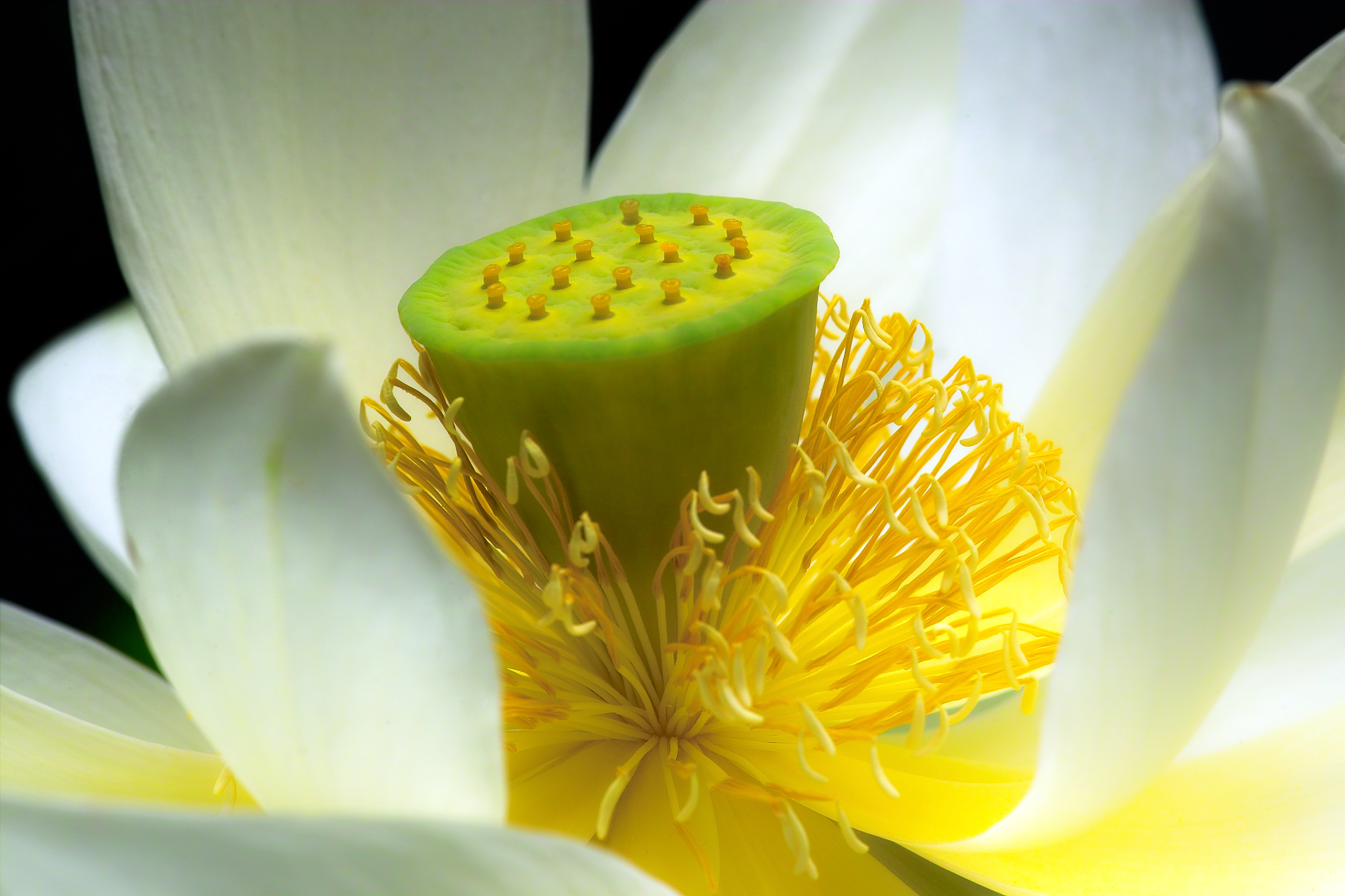 Lotus Flower