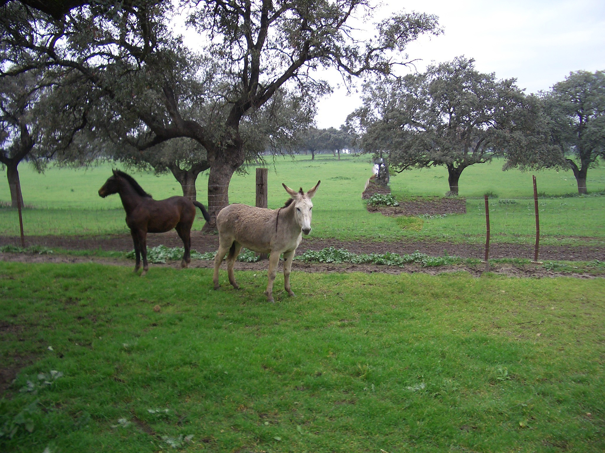 horsedonkey v2.jpg