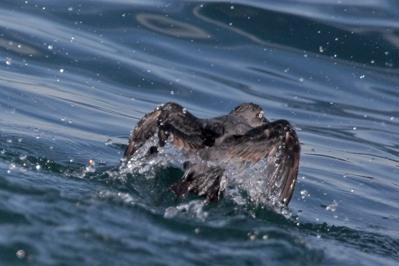 Cassins Auklet