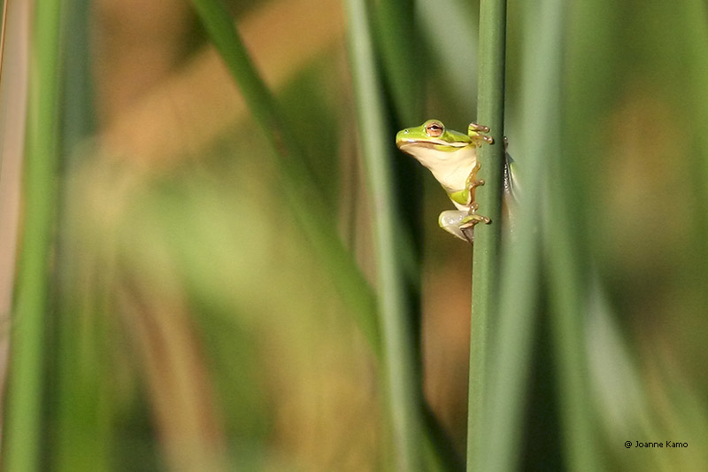 Green Tree Frog