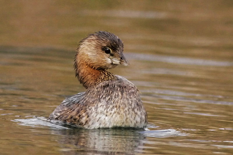 Pied-billed Grebe