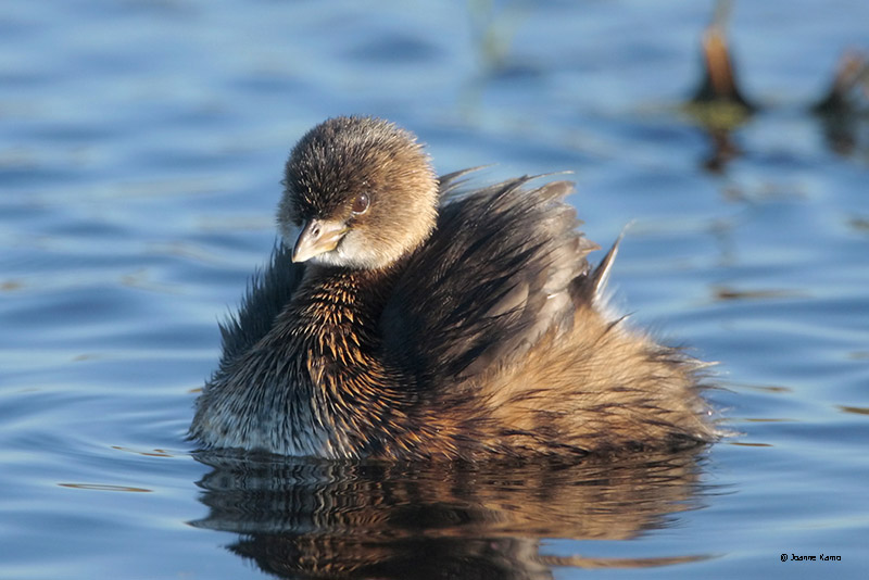 Pied-billed Grebe