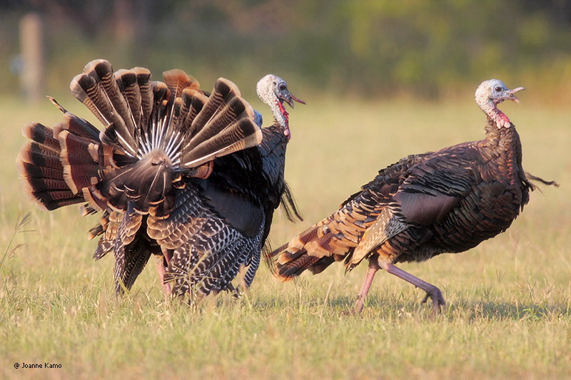 Wild Turkeys