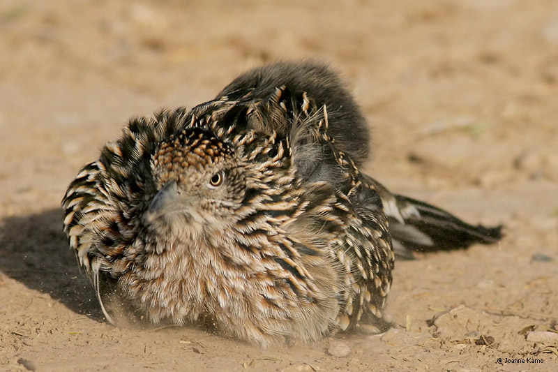Greater Roadrunner