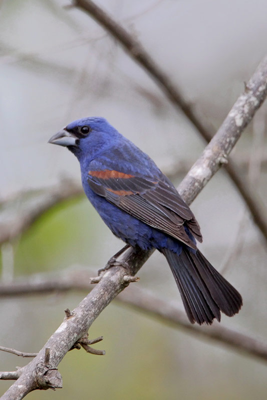 Blue Grosbeak