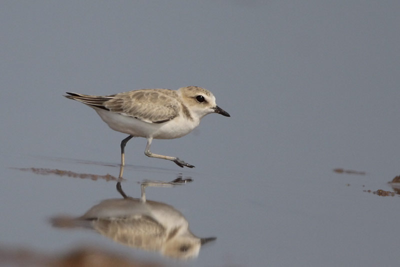 Snowy Plover