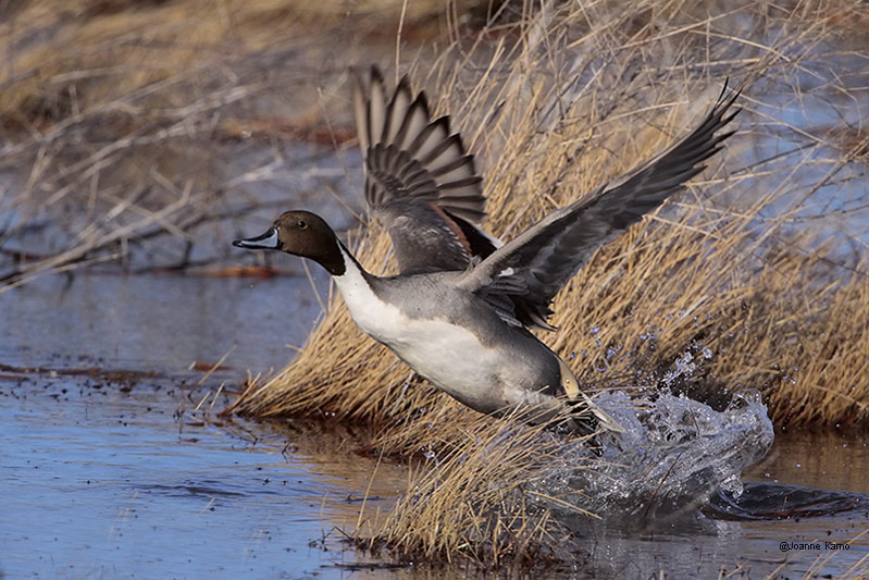Northern Pintail